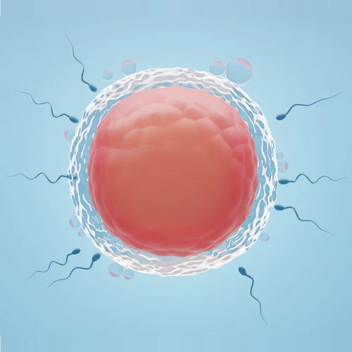 medicated-timed-intercourse-2 - Southern California Fertility Center